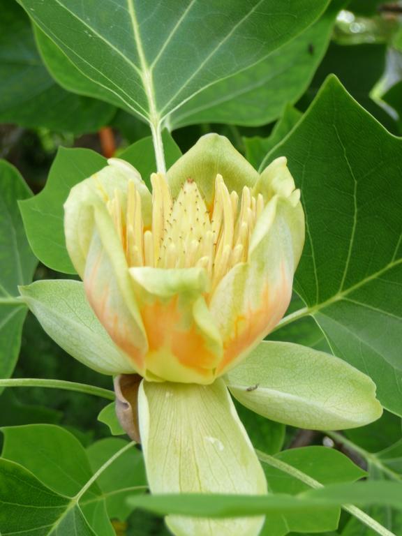 Gastehaus Zum Tulpenbaum Panzió Turbenthal Kültér fotó