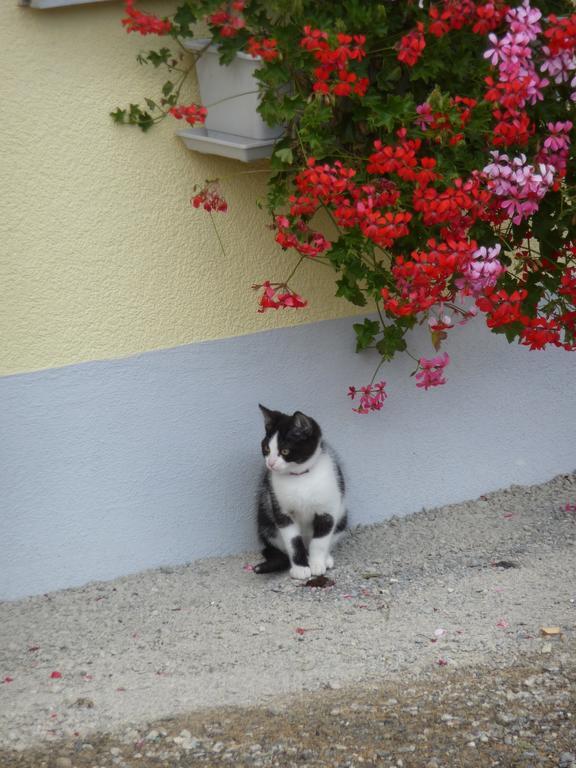 Gastehaus Zum Tulpenbaum Panzió Turbenthal Kültér fotó