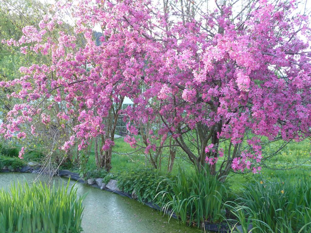 Gastehaus Zum Tulpenbaum Panzió Turbenthal Kültér fotó